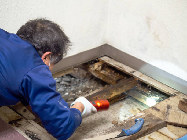 Best Residential Mold Remediation in Smithers, WV