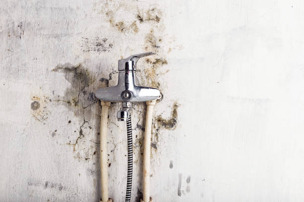 Best Basement Mold Remediation in Smithers, WV