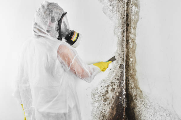 Professional Mold Remediation in Smithers, WV