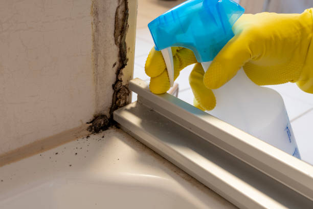 Best Kitchen Mold Remediation in Smithers, WV