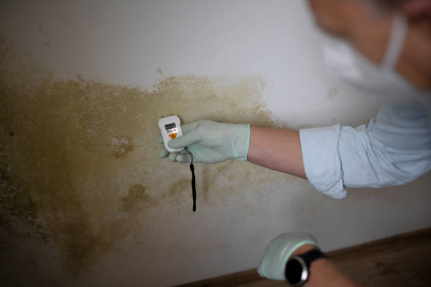 Professional Mold Remediation in Smithers, WV