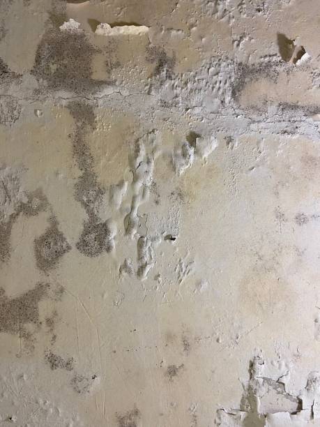 Best Mold Remediation for Schools in Smithers, WV