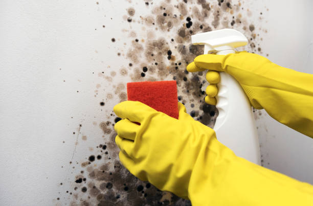 Best Insurance-Related Mold Remediation in Smithers, WV